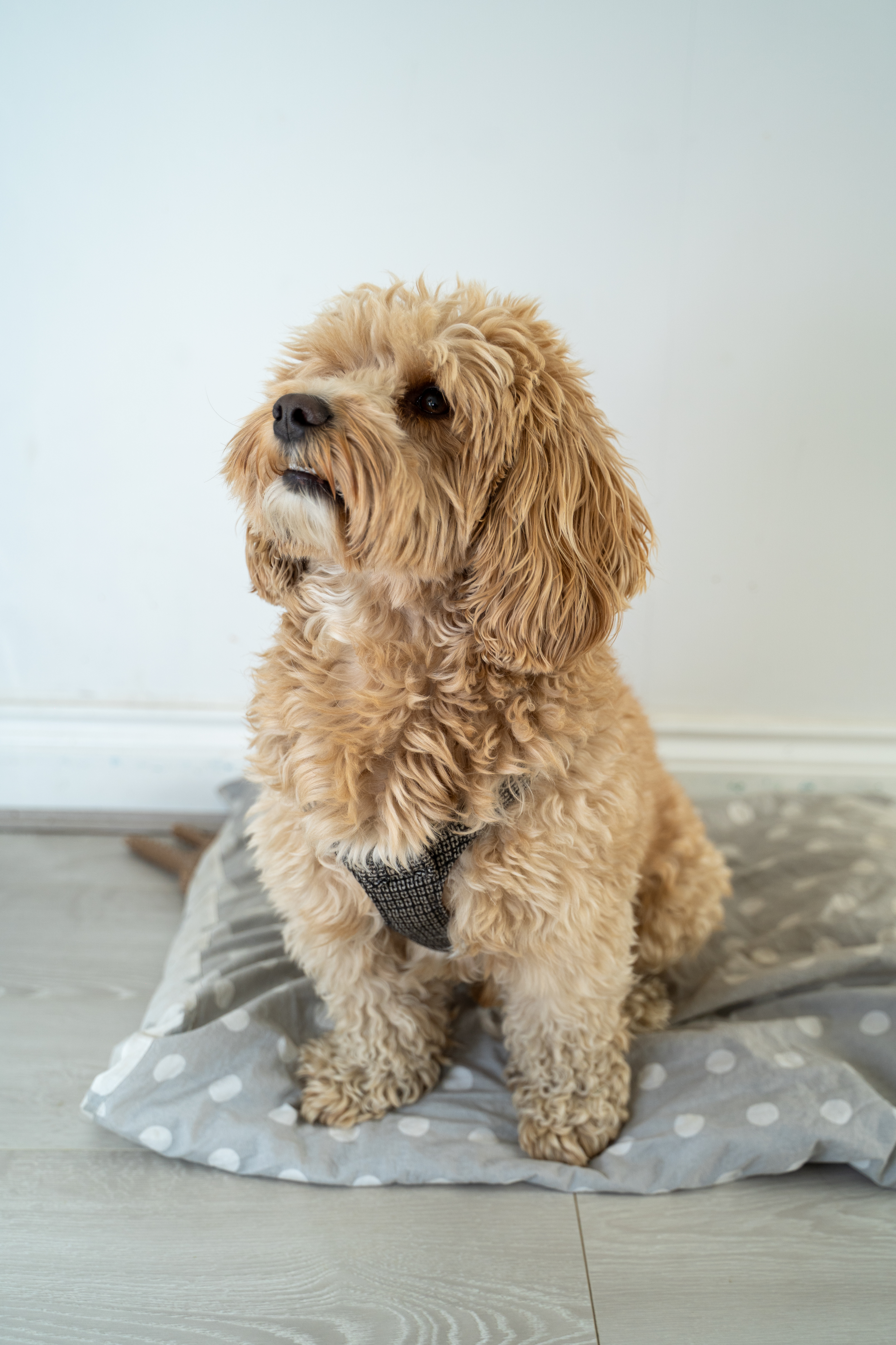 Pet photography portrait of a small dog